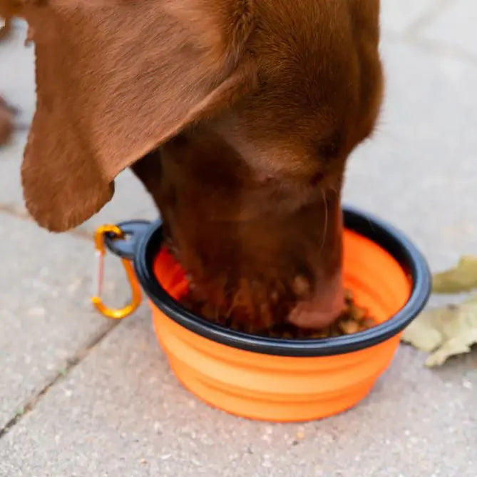 Folding Pet Bowl folded flat