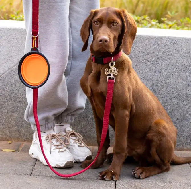 Folding Pet Bowl color options